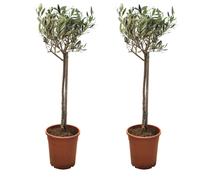 Thompson&Morgan Olive Tree Standard in 21cm Pot