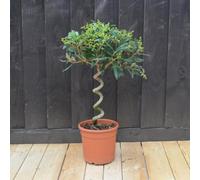 Thompson & Morgan Olive Tree Twisted 60-70Cm Stem Standard 20Cm Potted Plant X 2