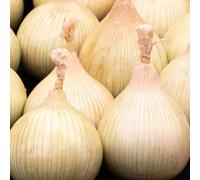 Thompson & Morgan Onion Allium Cepa Galacticus 1 Seed Packet