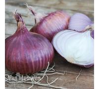 Thompson & Morgan Onion (Spring) Red Baron 250G Bag