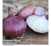 Thompson & Morgan Onion (Spring) Red Baron Organic 1.25Kg