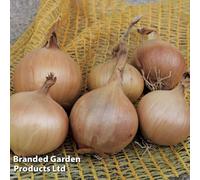 Thompson & Morgan Onion (Spring) Sturon Organic 250G