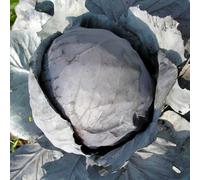 Thompson & Morgan Organic Amarant Langedijker Bewaar Cabbage Seeds - Traditional Storage Variety Excellent Flavor Easy Growing