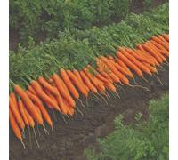 Thompson & Morgan Organic Berlicum Carrot Seeds - Sweet Crisp Dutch Variety For Salads Cooking & Juicing - Easy Grow Uk Packet