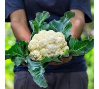 Thompson & Morgan Organic Cauliflower Flora Blanca Seeds - Tender White Heads For Steaming Roasting Salads. Easy Grow. 1X Seed Packet.