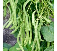 Thompson & Morgan Organic Climbing French Bean Neckar Queen Seeds - Stringless High Yield Excellent Flavor Easy Grow