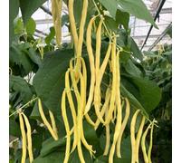 Thompson & Morgan Organic Climbing French Bean Sunshine Seeds - Golden Yellow Stringless Heavy Yields Easy Grow Trellis/pole