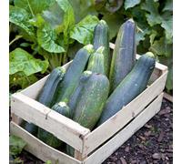 Thompson & Morgan Organic Courgette Black Beauty 1 Seed Packet, Green