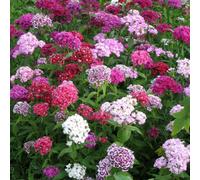 Thompson & Morgan Organic Dianthus Barbatus Volcano Mix Seeds Colourful Blooms Borders Cut Flowers Pollinators Hardy Easy-To-Grow
