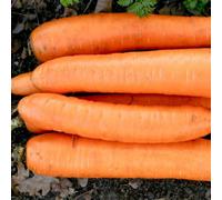 Thompson & Morgan Organic Flakkee Carrot Seeds - Dutch Heirloom - Sweet Crisp Roots For Cooking Salads Roasting Juicing. Easy Grow