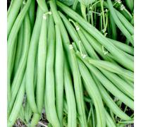 Thompson & Morgan Organic French Bean Dwarf Domino - High Yield Tender Pods Easy Grow Container Friendly 1X Seed Packet