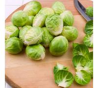 Thompson & Morgan Organic Groninger Brussels Sprouts Seeds - Early Harvest Sweet & Tender - Easy Garden Growth
