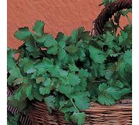 Thompson & Morgan Organic Herb Coriander Leaf 1 Seed Packet 125 Seeds