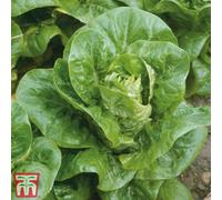 Thompson & Morgan Organic Lettuce Little Gem 1 Seed Packet (400 Seeds)