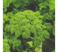 Thompson & Morgan Organic Parsley Favorit - Dark Green Curled Leaves Fast-Growing Robust Flavor Hardy Herb Seed Packet