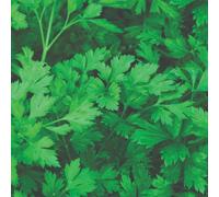 Thompson & Morgan Organic Parsley Plain Leaved Culinary Herb Garden Plant Fresh Edible Aromatic Easy Grow Hardy 1X Seed Packet