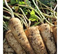 Thompson & Morgan Organic Parsnip F1 Panorama Seed Packet - Sweet Tender Root Vegetable - Easy Grow Hardy Uk Garden