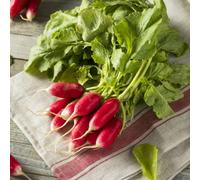 Thompson & Morgan Organic Radish De Dixhuit Jours - Fast Growing Mild Flavor Salad Seed Packet