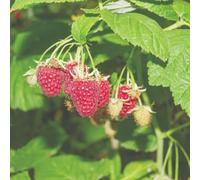 Thompson & Morgan Organic Raspberry Tulameen Sweet Large Summer Fruit High Yield Patio/container Friendly Easy Grow 2 Litre Pot X2