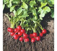 Thompson & Morgan Organic Rudolf Radish Seeds - Crisp Red Roots Sweet Flavor Easy Grow Quick Harvest