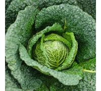 Thompson & Morgan Organic Savoy Cabbage Vertus Seeds - Crinkled Flavorful Leaves Hardy Winter Crop