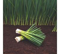 Thompson & Morgan Organic Spring Onion Parade Seeds - Fast Growing Mild Flavor Great For Salads & Cooking