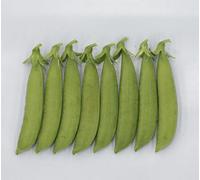 Thompson & Morgan Organic Sugar Snap Peas - Force Variety Seeds - High Yield Disease Resistant Crisp Sweet Stringless. Ideal For Salads & Stir Fries