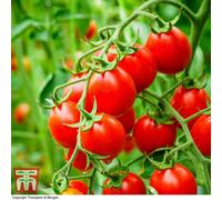 Thompson & Morgan Organic Tomato Koralik 1 Seed Packet (8 Seeds), Red