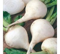 Thompson & Morgan Organic White Albino Beetroot Seeds - Sweet Mild Flavor Easy Grow Vegetable Salad & Cooking