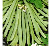 Thompson & Morgan Organic White Emergo Runner Bean Seeds - Smooth Stringless Pods Heavy Yields White Flowers Excellent Flavor