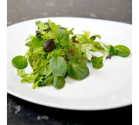 Thompson & Morgan Oriental Wonders Mix Salad Seeds - Easy Grow Vibrant Flavors Homegrown Salads