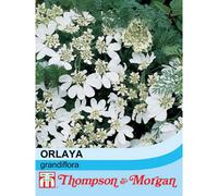 Thompson & Morgan Orlaya Grandiflora 1 Seed Packet (25 Seeds)