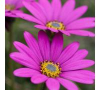 Thompson & Morgan Osteospermum Hardy In The Pink 1 Jumbo Plug Plant