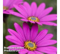 Thompson & Morgan Osteospermum Hardy In The Pink 48mm Plug Plant X 3