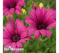 Thompson & Morgan Osteospermum Hardy Tresco Purple 6 Jumbo Plug Plants 40mm