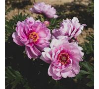 Thompson & Morgan Paeonia Itoh First Arrival 3.6 Litre Potted Plant X 1