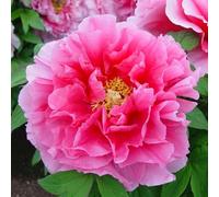 Thompson & Morgan Paeonia lactiflora 'Pink' Tree Peony Plant - Stunning Large Double Pink Flowers, Fragrant Blooms, Easy Care Hardy Shrub for Borders & Containers - 15cm Pot x 2 Inc: