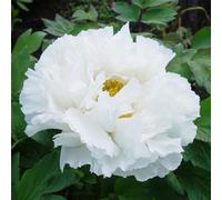 Thompson & Morgan Paeonia (Tree Peony) White 12Cm Potted Plant X 1