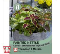 Thompson & Morgan Painted Nettle 1 Seed Packet (15 Seeds)