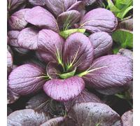 Thompson & Morgan Pak Choi Rubi F1 Organic Seeds - Fast Growing Dark Red Crisp Mild Vegetable For Salad & Stir Fry Home Garden