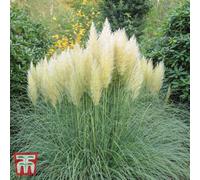Thompson & Morgan Pampas Grass Pink & White Duo - 9Cm Potted Plant X 2 (1 Of Each)