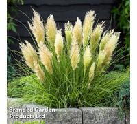 Thompson & Morgan Pampas Grass 'tiny Pampa' 9Cm Pot X 2