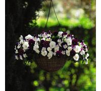 Thompson & Morgan Pansy Cool Wave Berries N Cream Mix 6 Plug Plants