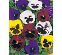 Thompson & Morgan Pansy Emperor Mixed Organic Seeds - Hardy Bedding Flowers Large Colourful Blooms Easy Grow Attracts Pollinators - Thompson & Morga