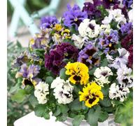 Thompson & Morgan Pansy Frizzle Sizzle Mixed Colours 48 X Garden Ready Plants - Vibrant Winter & Spring Blooms