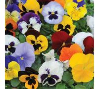 Thompson & Morgan Pansy Matrix Mix 24 X Garden Ready Plants Vibrant Bedding Flowers