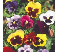 Thompson & Morgan Pansy Super Chalon Giant Seeds - Hardy Perennial Viola For Borders & Containers - 50 Seeds