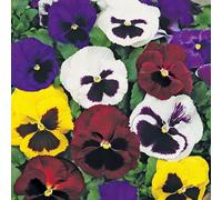 Thompson & Morgan Thompson & Morgan Pansy T&m Colossal Flowered Mixed 1 Packet