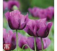 Thompson & Morgan Papaver Somniferum Hungarian Blue 1 Seed Packet (500 Seeds)