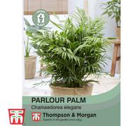 Thompson & Morgan Parlour Palm 1 Seed Packet (25 Seeds)